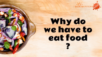 Why do we need food